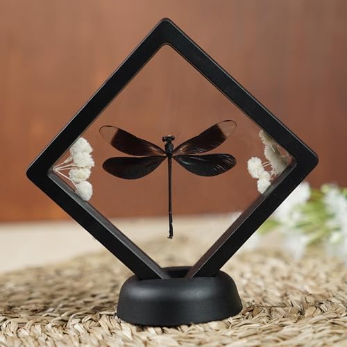 Real Black Dragonfly 3D Plastic Framed Display