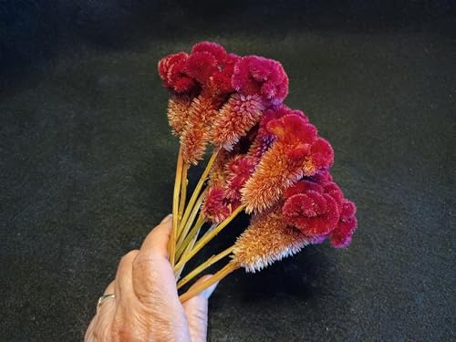 10 Red Celosia Cockscomb Dried Flowers 8 Inch