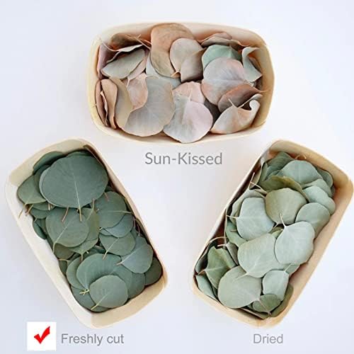 400 Pcs Dried Eucalyptus Leaves for Decor and Gifts