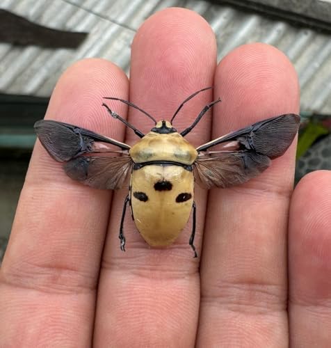Real Man Faced Beetle 3D Plastic Frame Taxidermy Display