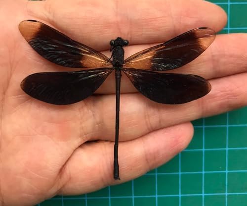 Real Black Dragonfly 3D Plastic Framed Display
