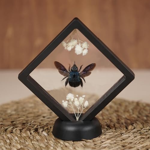 Real Blue Bee Beetle Dried Flower Taxidermy Frame Display