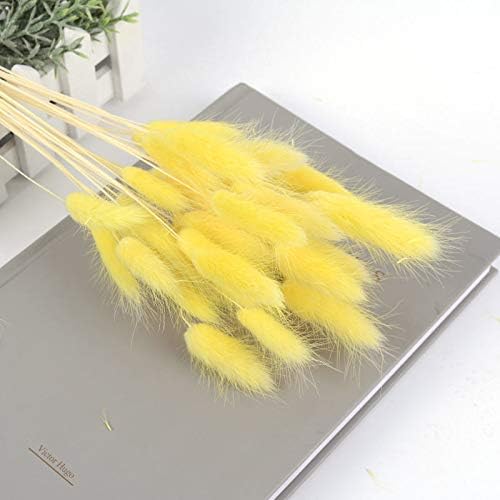 Natural Pastoral Style Dried Pampas Grass Bunny Tails 100pcs 45cm Yellow