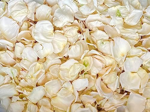 Petal Garden Freeze Dried Rose Petals 60 Cups Ivory