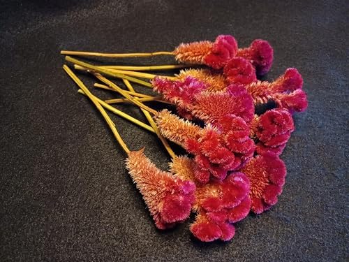 10 Red Celosia Cockscomb Dried Flowers 8 Inch