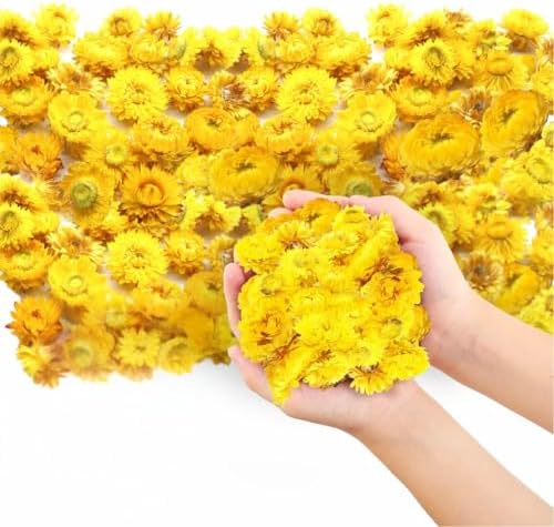 Dried Yellow Straw Daisy Biodegradable Confetti - 8oz Boxed