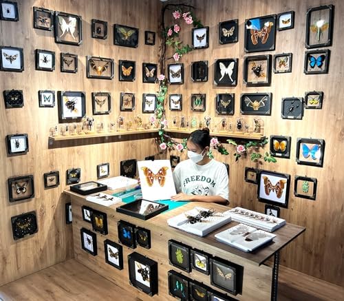 Real Man Faced Beetle 3D Plastic Frame Taxidermy Display