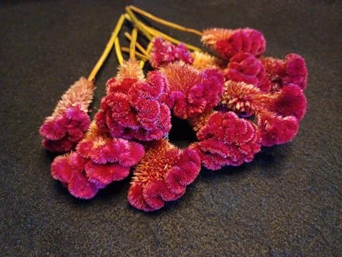 10 Red Celosia Cockscomb Dried Flowers 8 Inch
