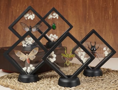 Real Man Faced Beetle 3D Plastic Frame Taxidermy Display