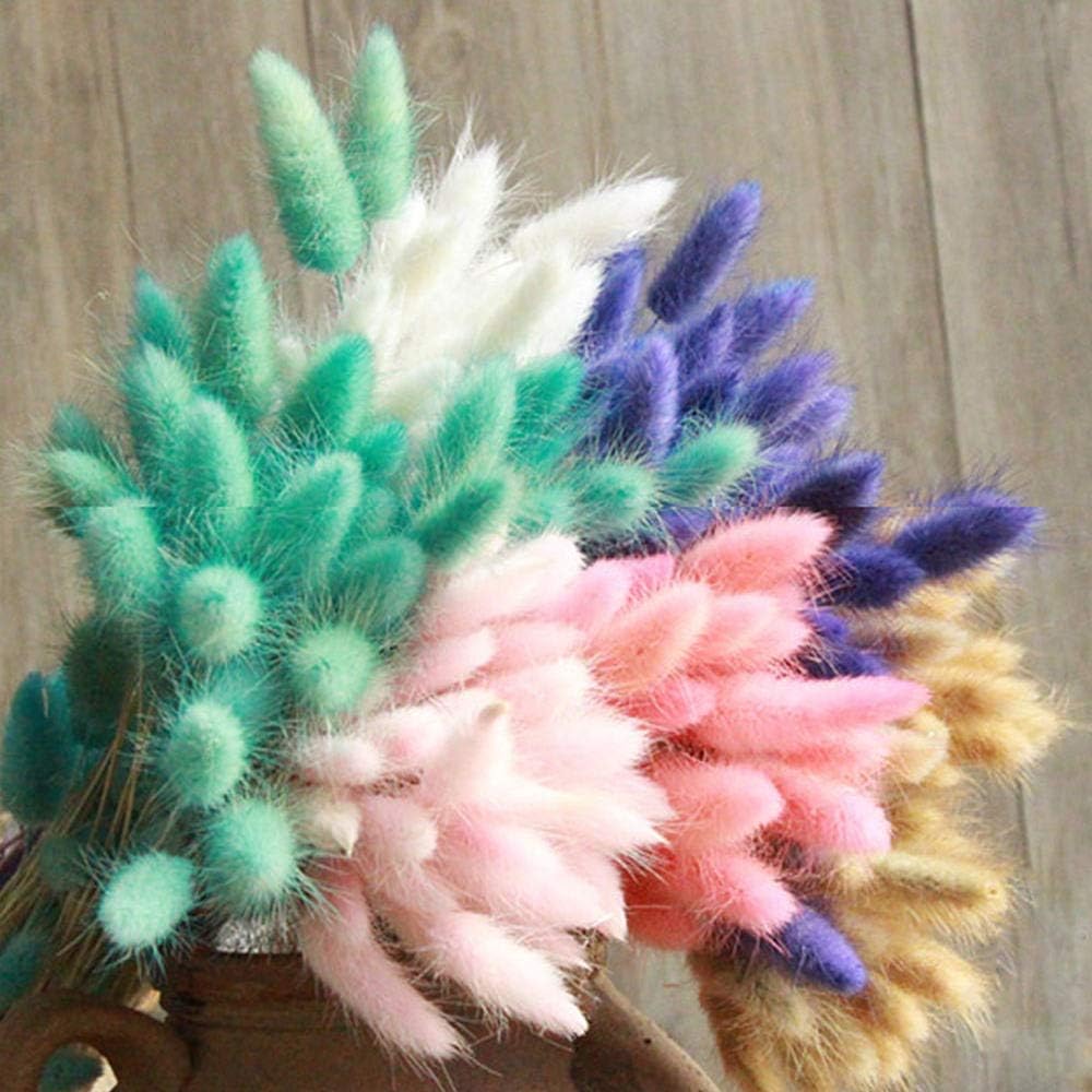 Natural Pastoral Style Dried Pampas Grass Bunny Tails 100pcs 45cm Yellow