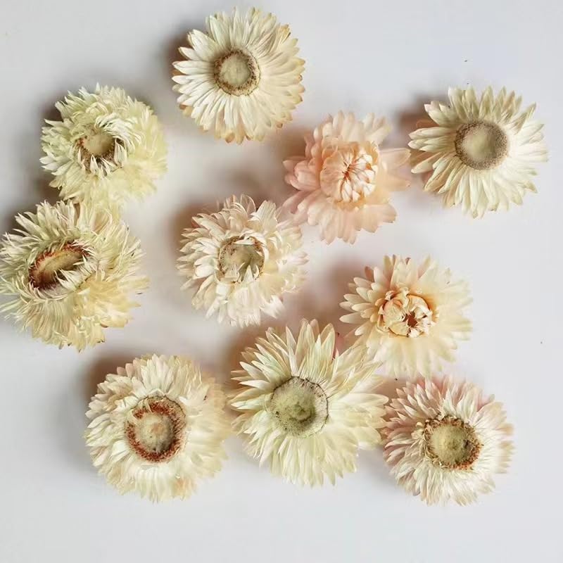 JAPJA Dried White Daisy Biodegradable Confetti - 8oz Boxed for Weddings and Parties