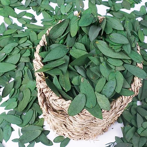 Koceko 3500 Preserved Eucalyptus Leaves - Natural Biodegradable Confetti for Events