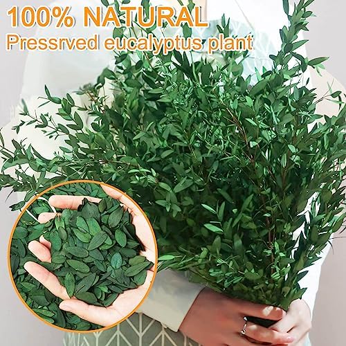 Koceko 3500 Preserved Eucalyptus Leaves - Natural Biodegradable Confetti for Events
