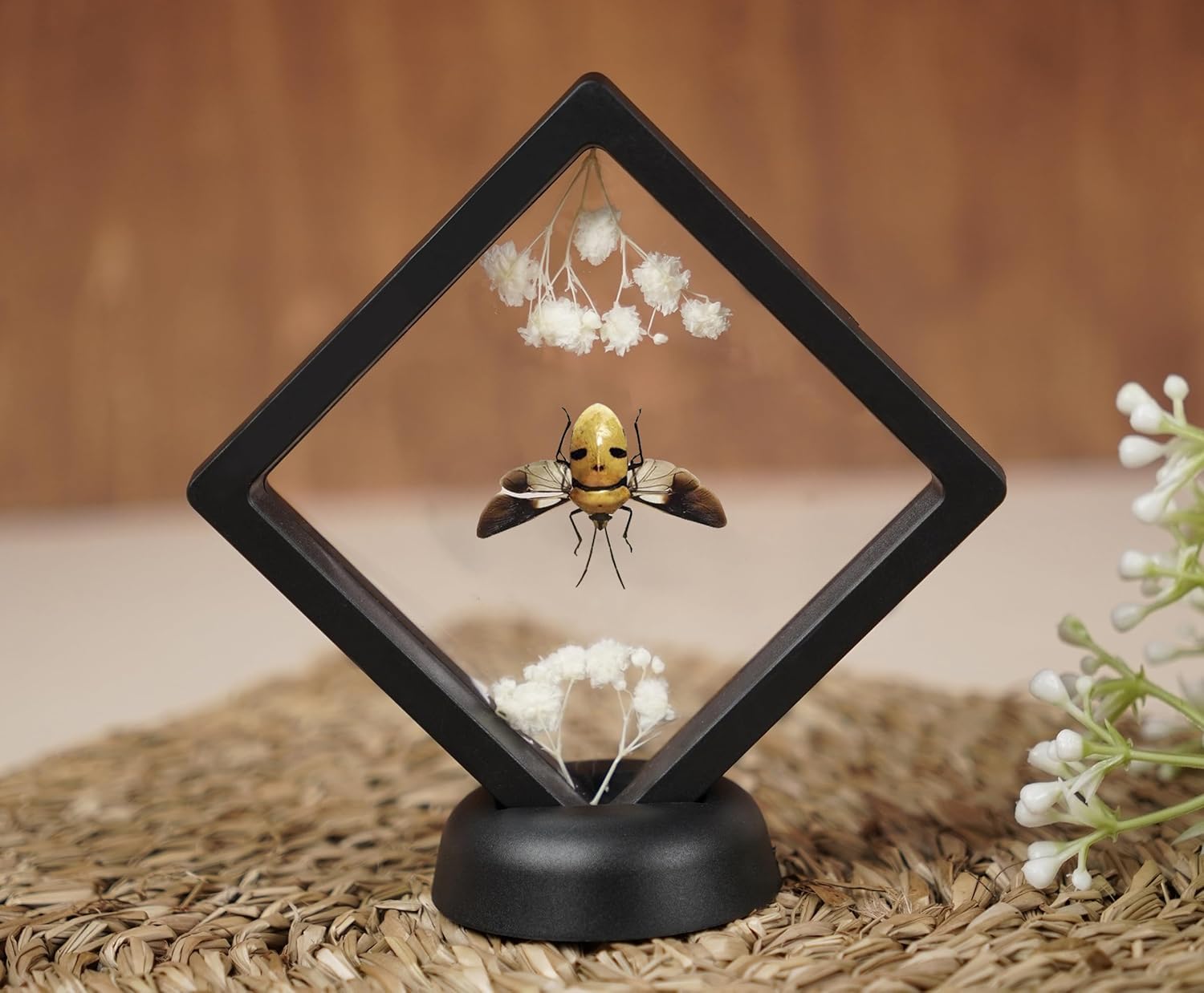 Real Man Faced Beetle 3D Plastic Frame Taxidermy Display