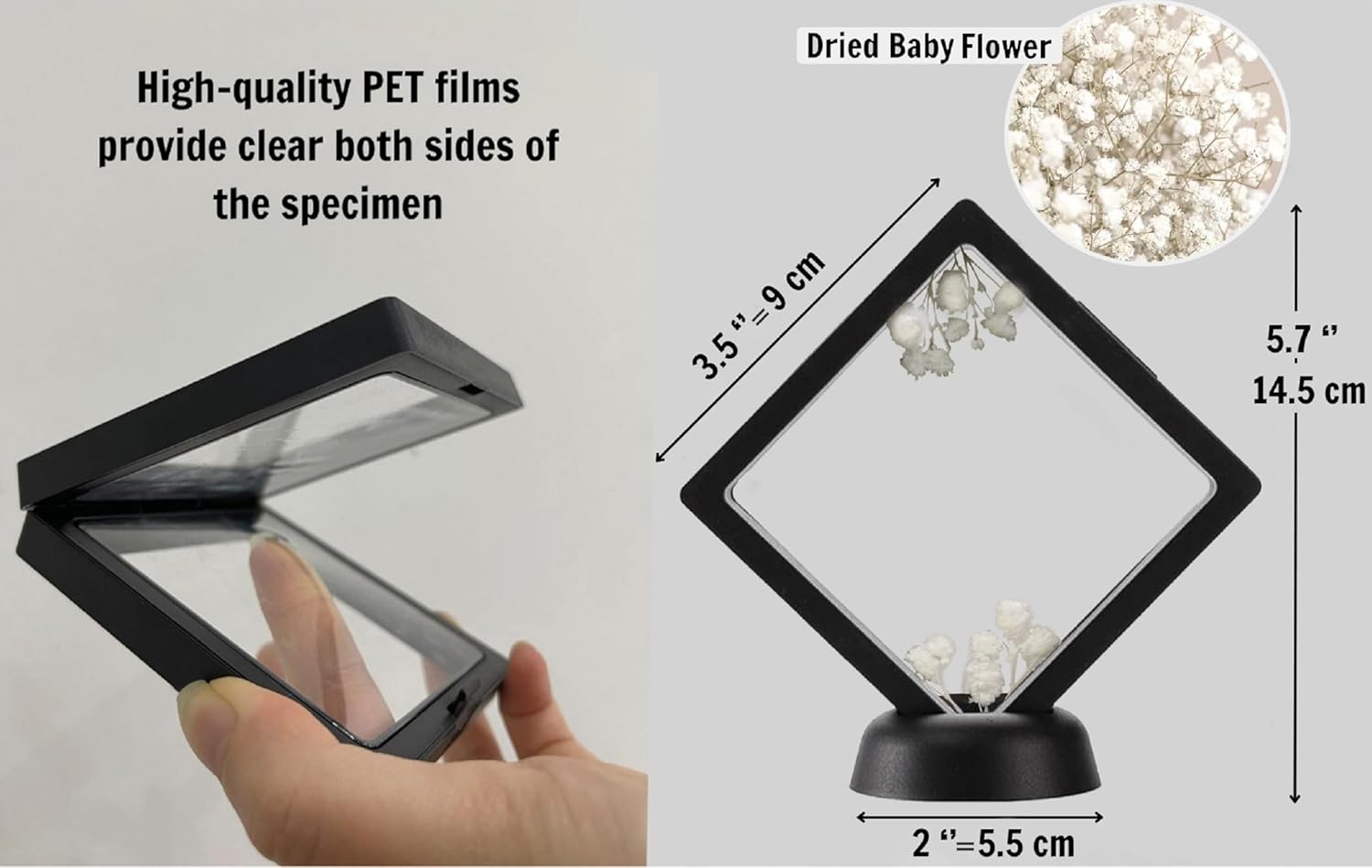 Real Man Faced Beetle 3D Plastic Frame Taxidermy Display