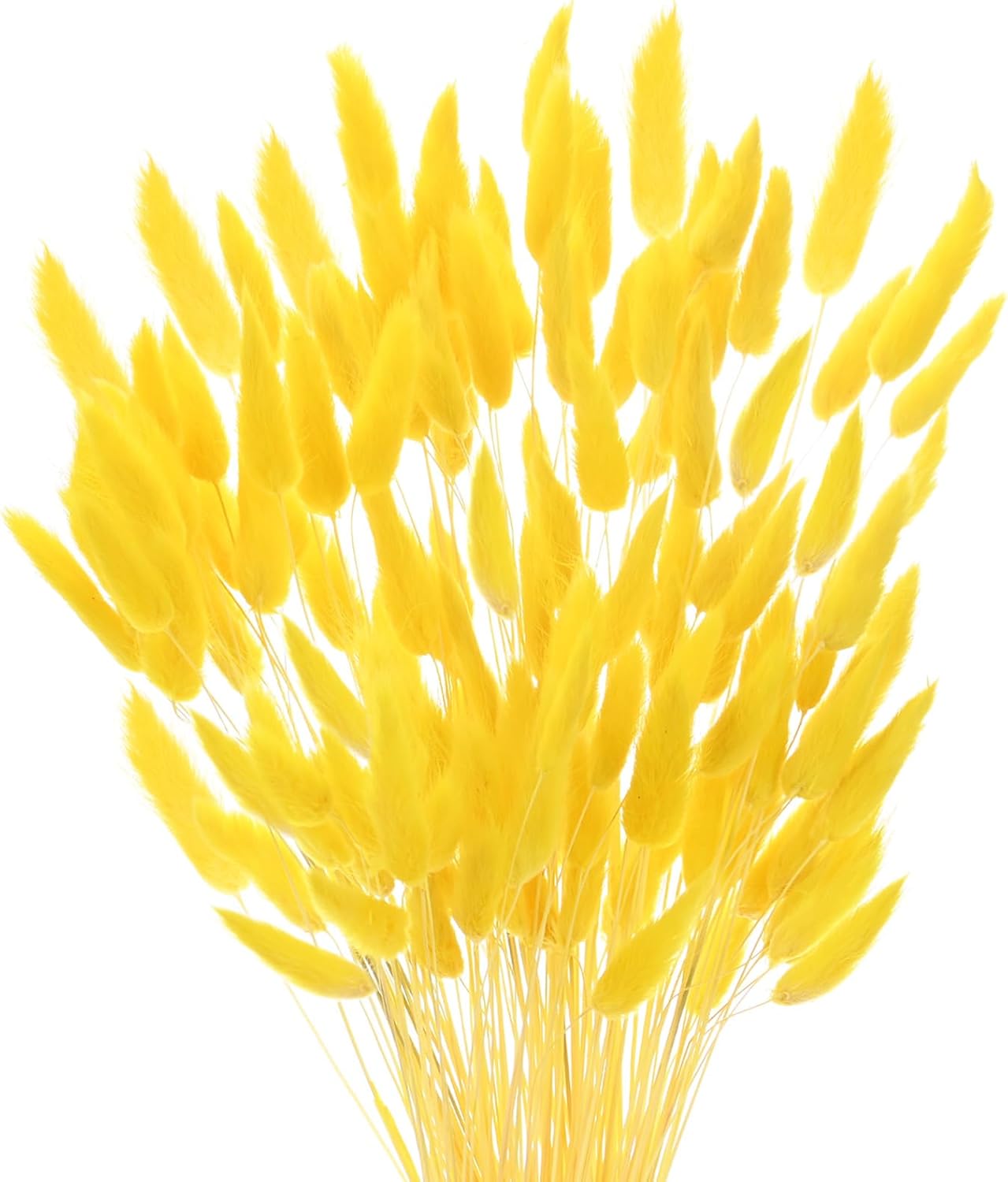 17 Inch Golden Yellow Dried Bunny Tails Grass Decor