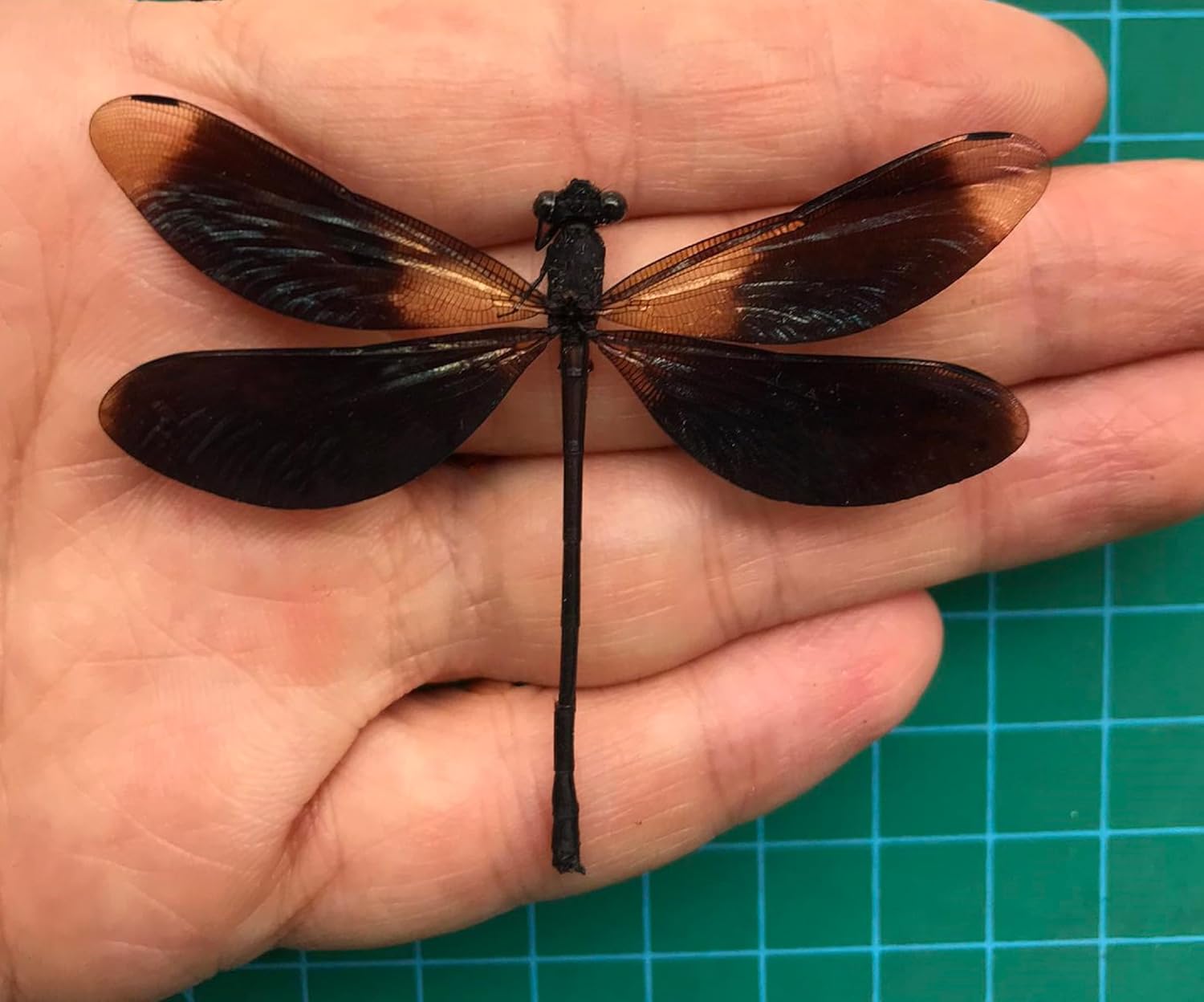 Real Black Dragonfly 3D Plastic Framed Display