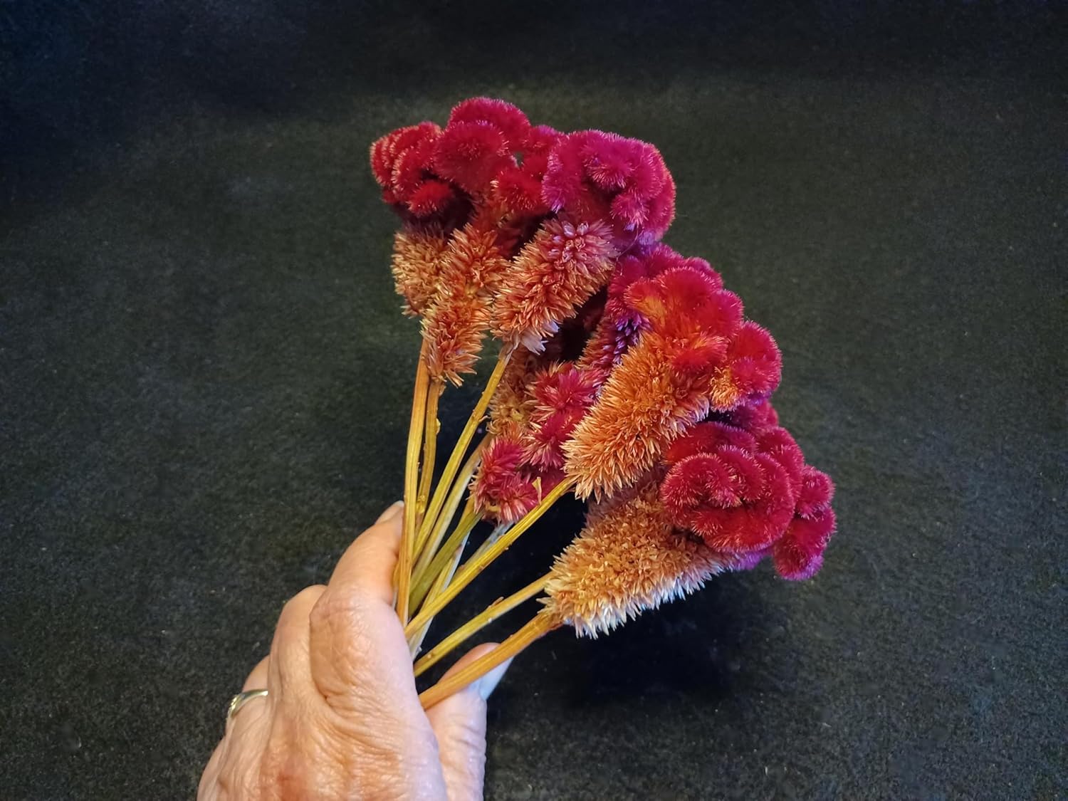 10 Red Celosia Cockscomb Dried Flowers 8 Inch
