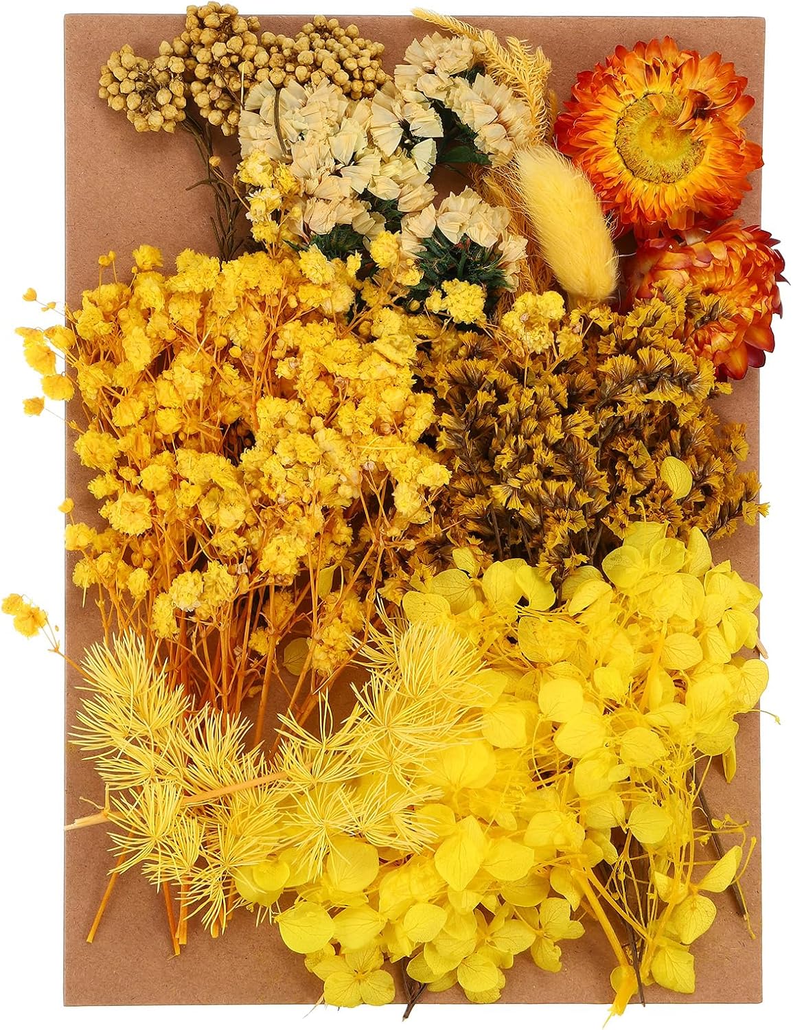 PATIKIL Pressed Dried Flowers for DIY Crafts Decor