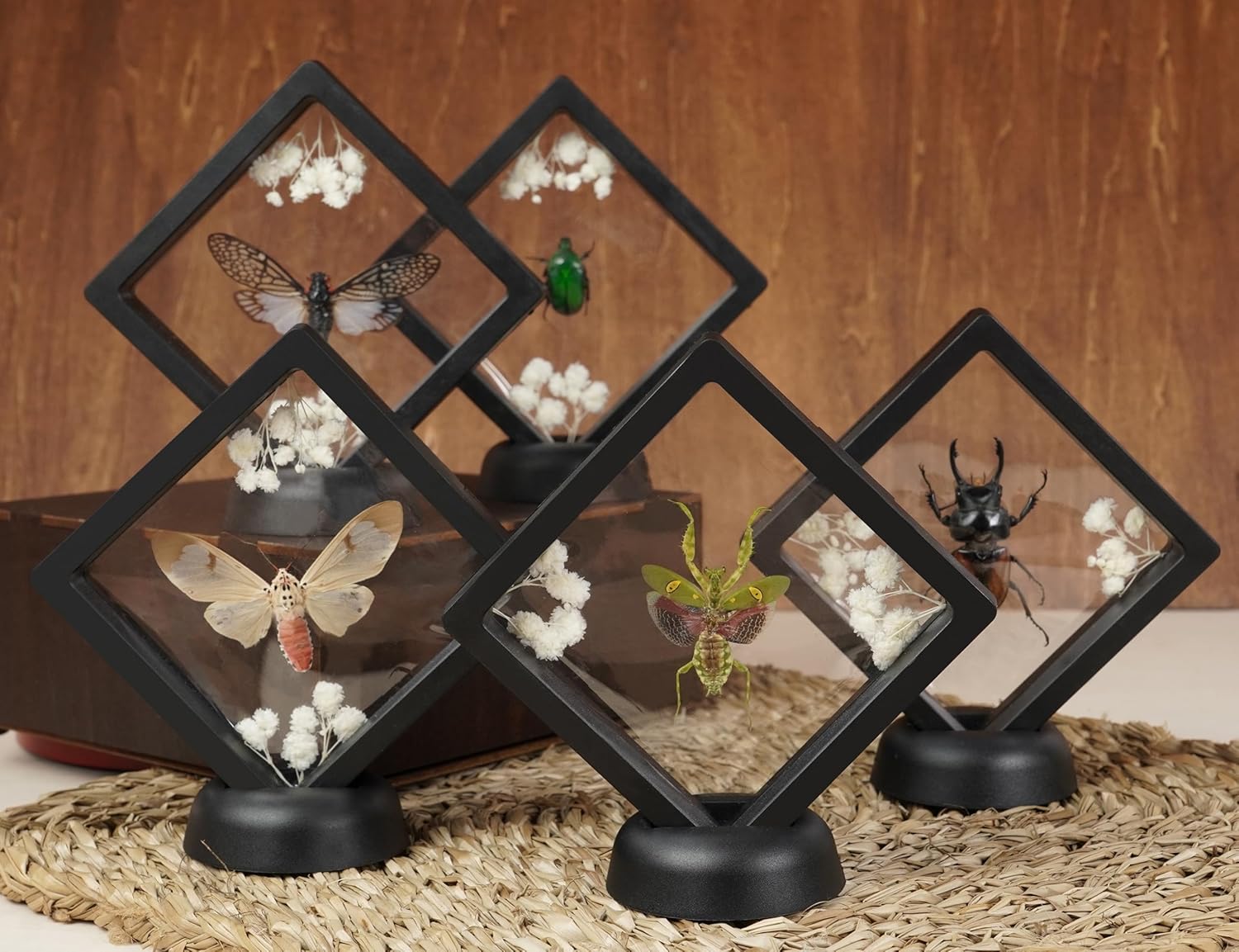 Real Man Faced Beetle 3D Plastic Frame Taxidermy Display