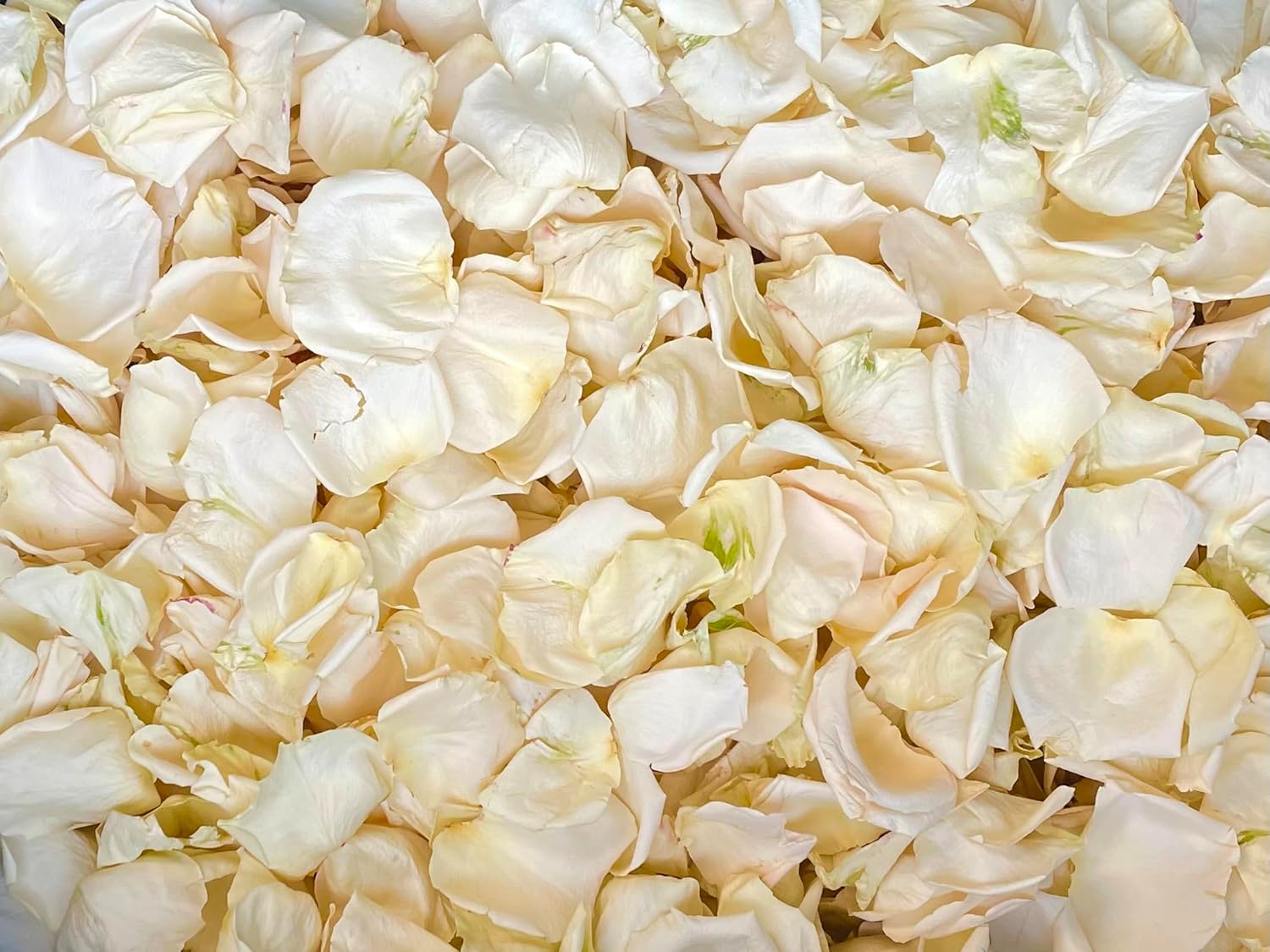 Petal Garden Freeze Dried Rose Petals 60 Cups Ivory