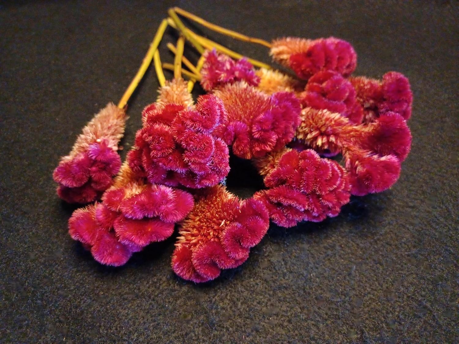 10 Red Celosia Cockscomb Dried Flowers 8 Inch