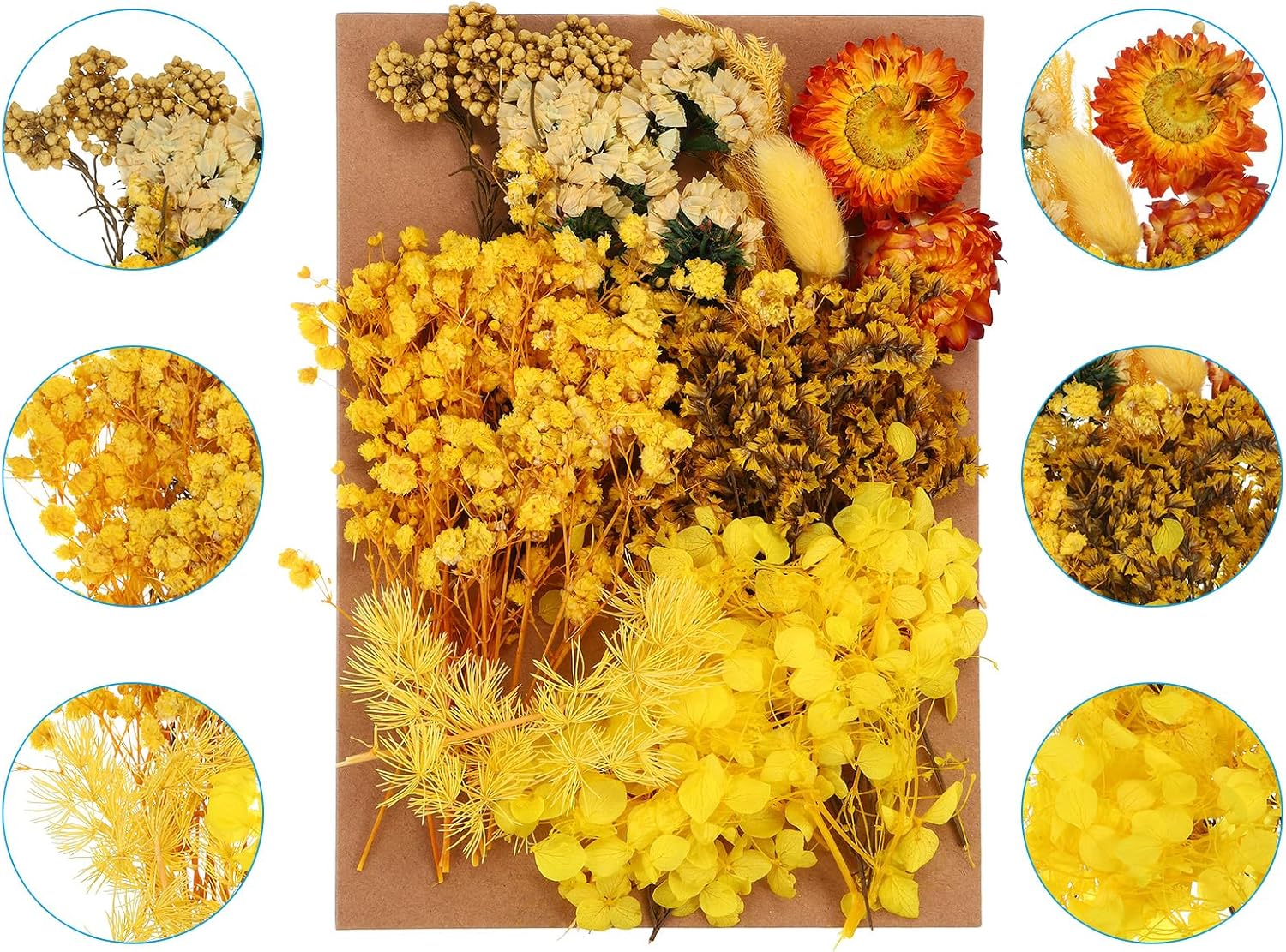 PATIKIL Pressed Dried Flowers for DIY Crafts Decor